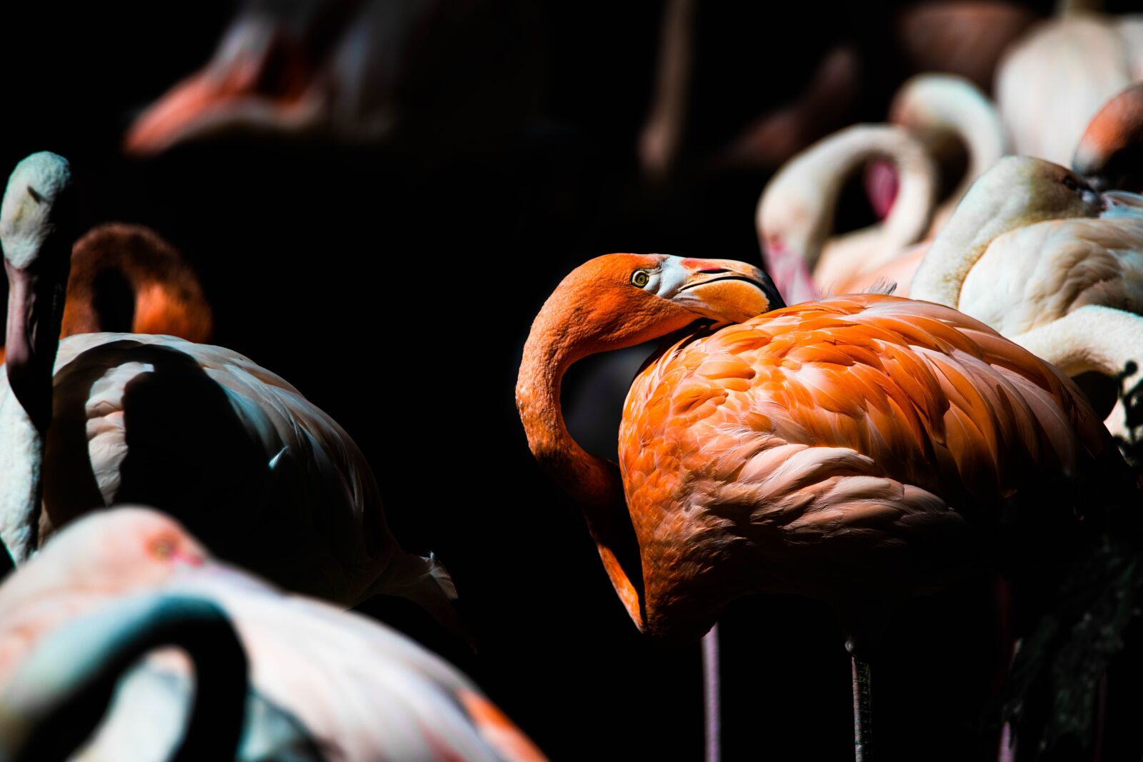 Nikon D850 sample photo. Flamingo, herd, swarm photography