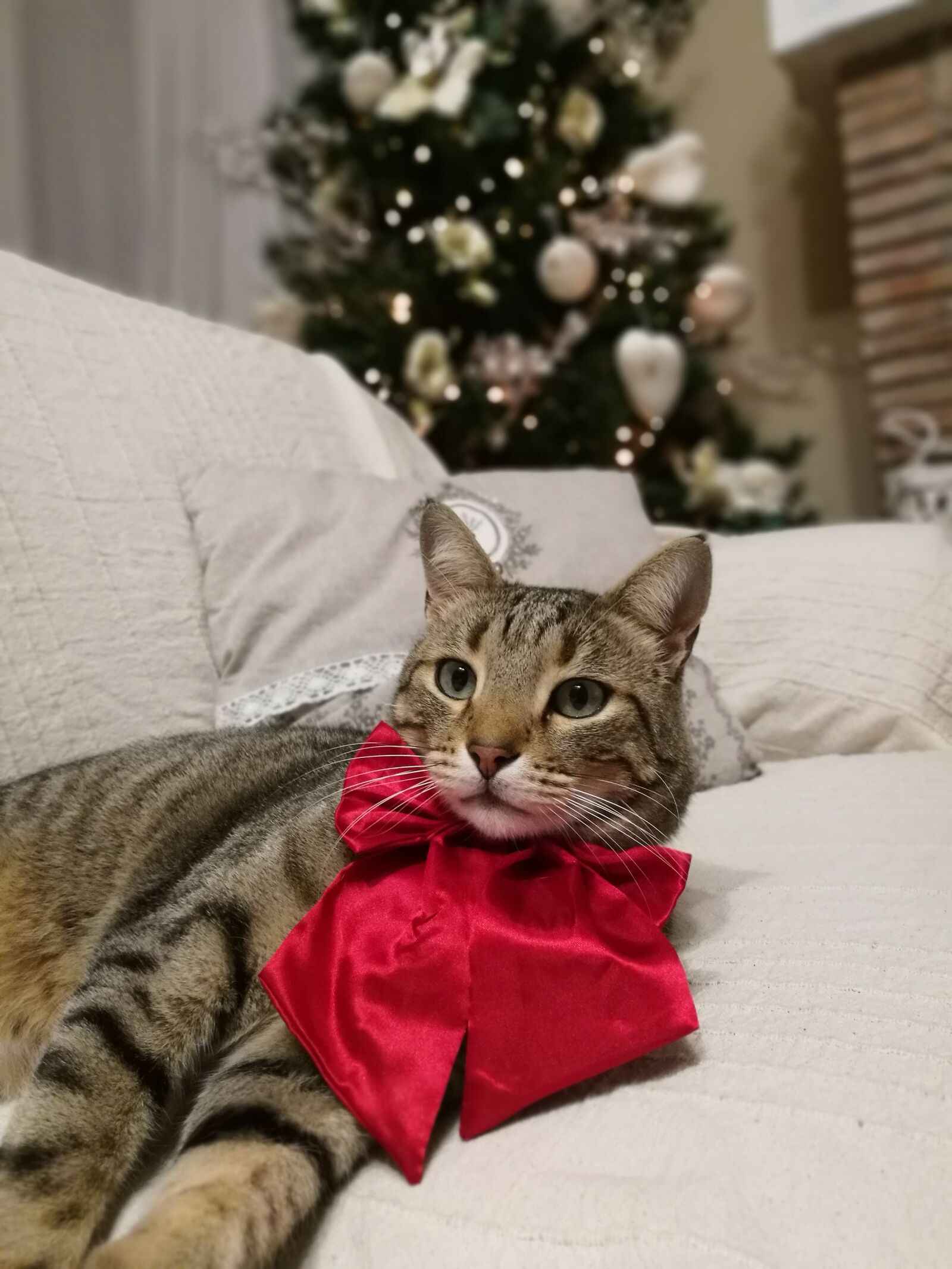 HUAWEI P9 sample photo. Cat, christmas, animal photography