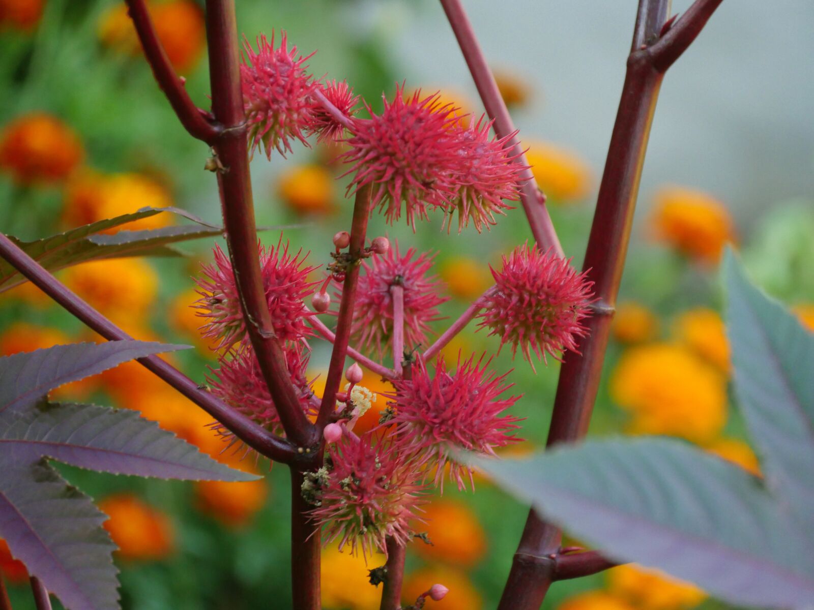 Panasonic Lumix DMC-GX8 sample photo. Castor oil plant, wonder photography