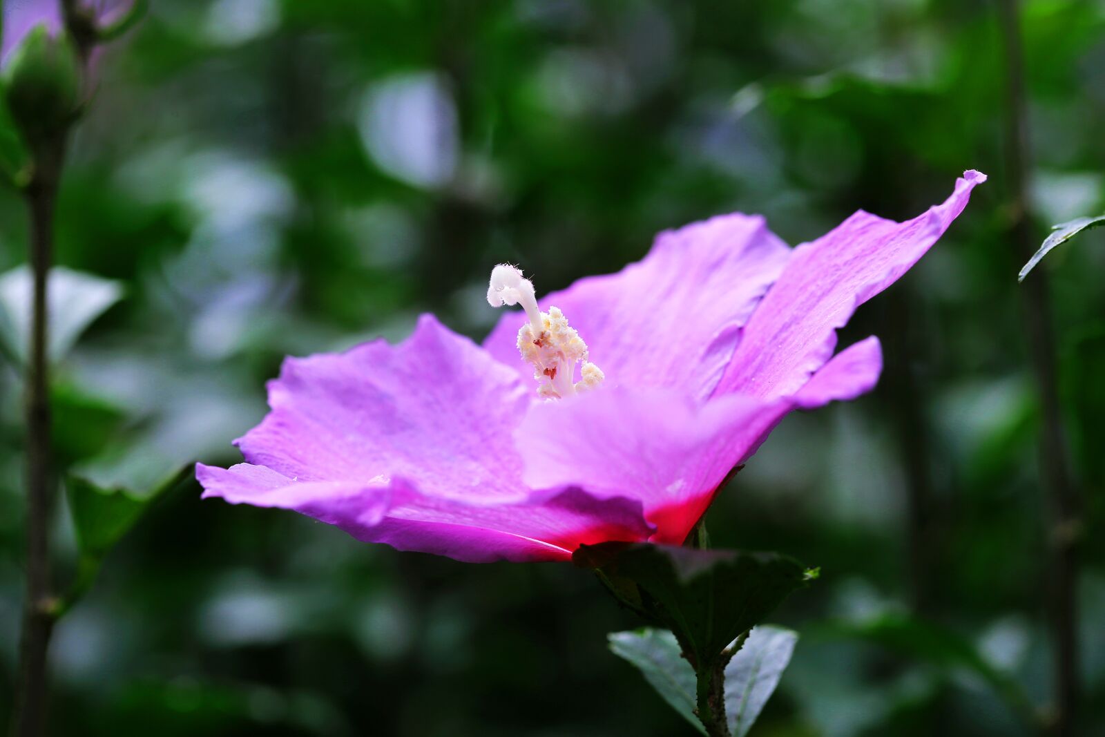 Canon EF 100mm F2.8L Macro IS USM sample photo. Flowers, rose of sharon photography