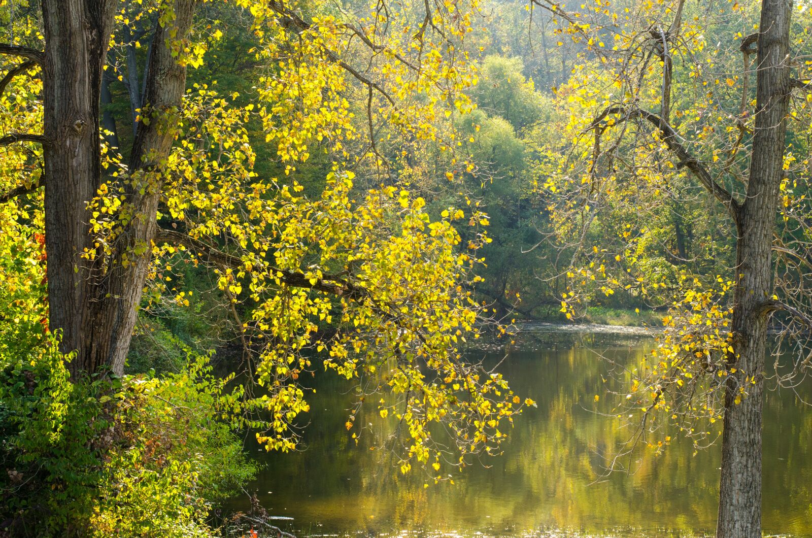 Nikon D7000 sample photo. Trees, pond, nature photography