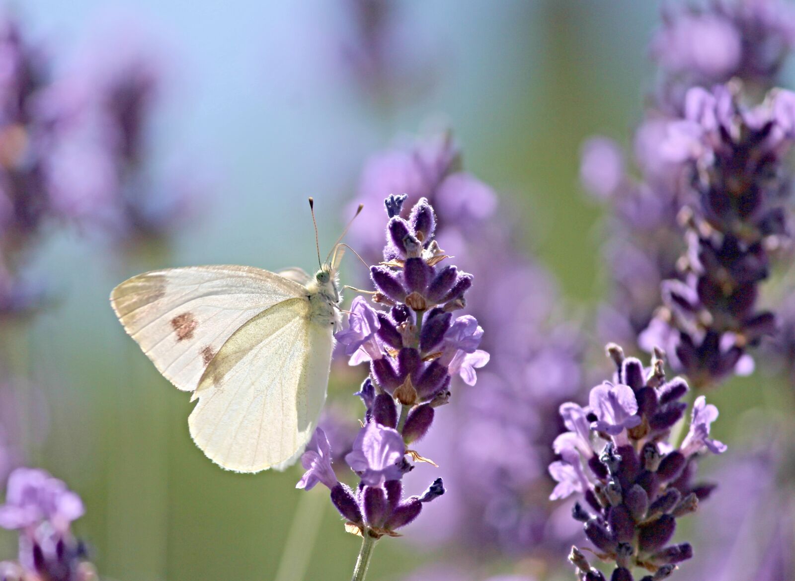 Canon EOS 1100D (EOS Rebel T3 / EOS Kiss X50) sample photo. White, white ling, butterflies photography