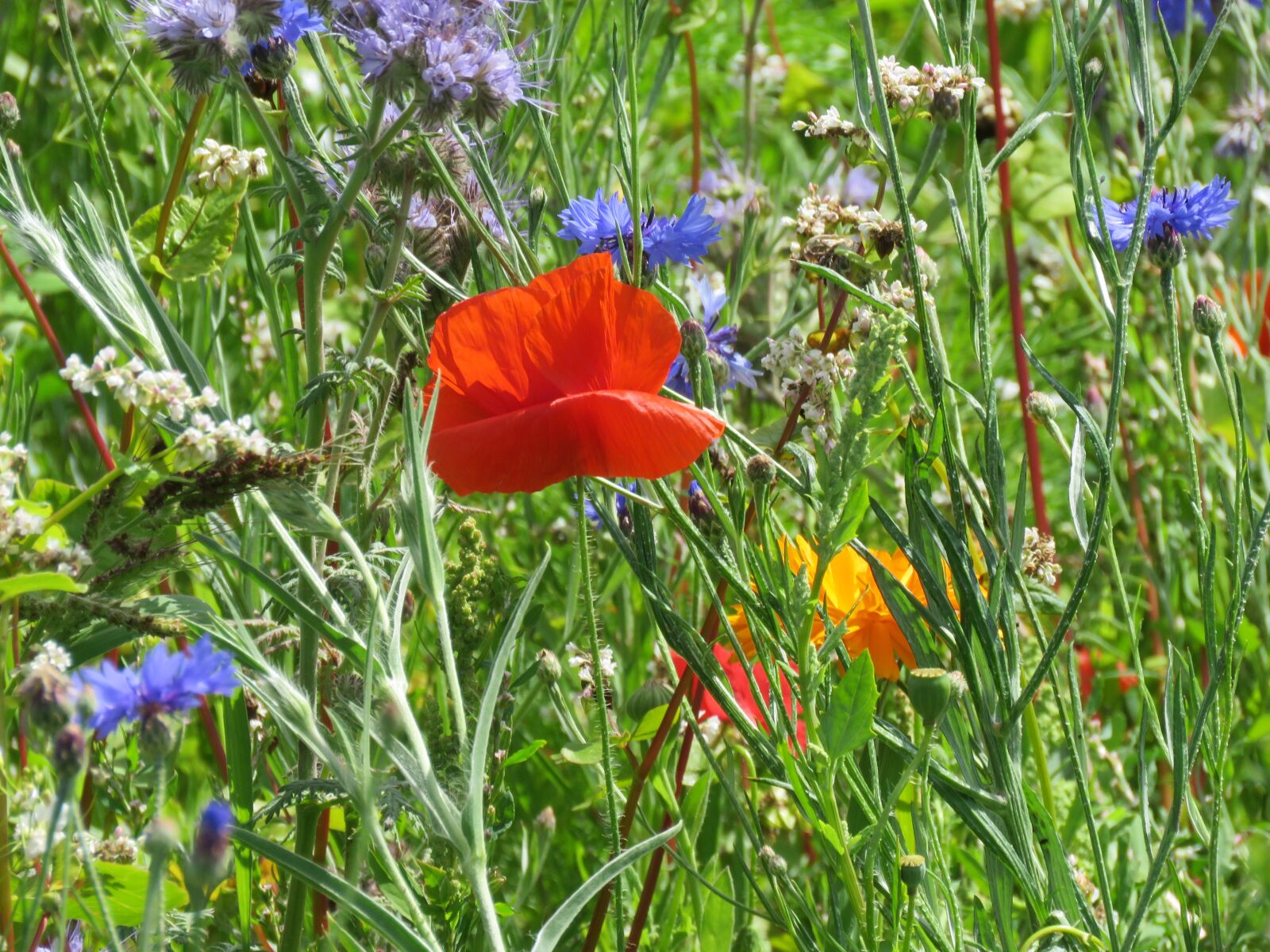 Canon PowerShot SX60 HS sample photo. Flowers, field, summer photography
