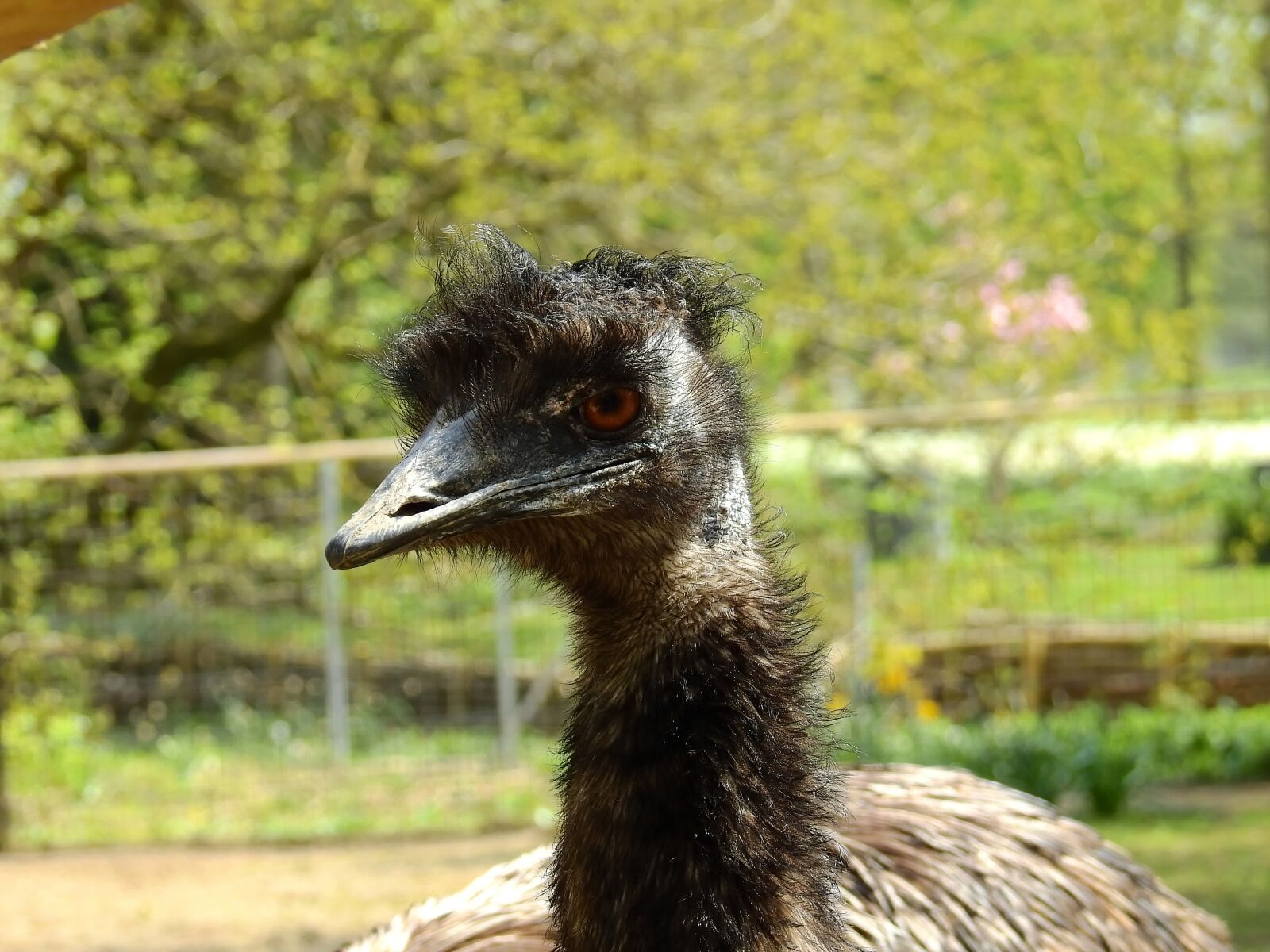 Nikon Coolpix P900 sample photo. Strauss, bird, ostrich photography