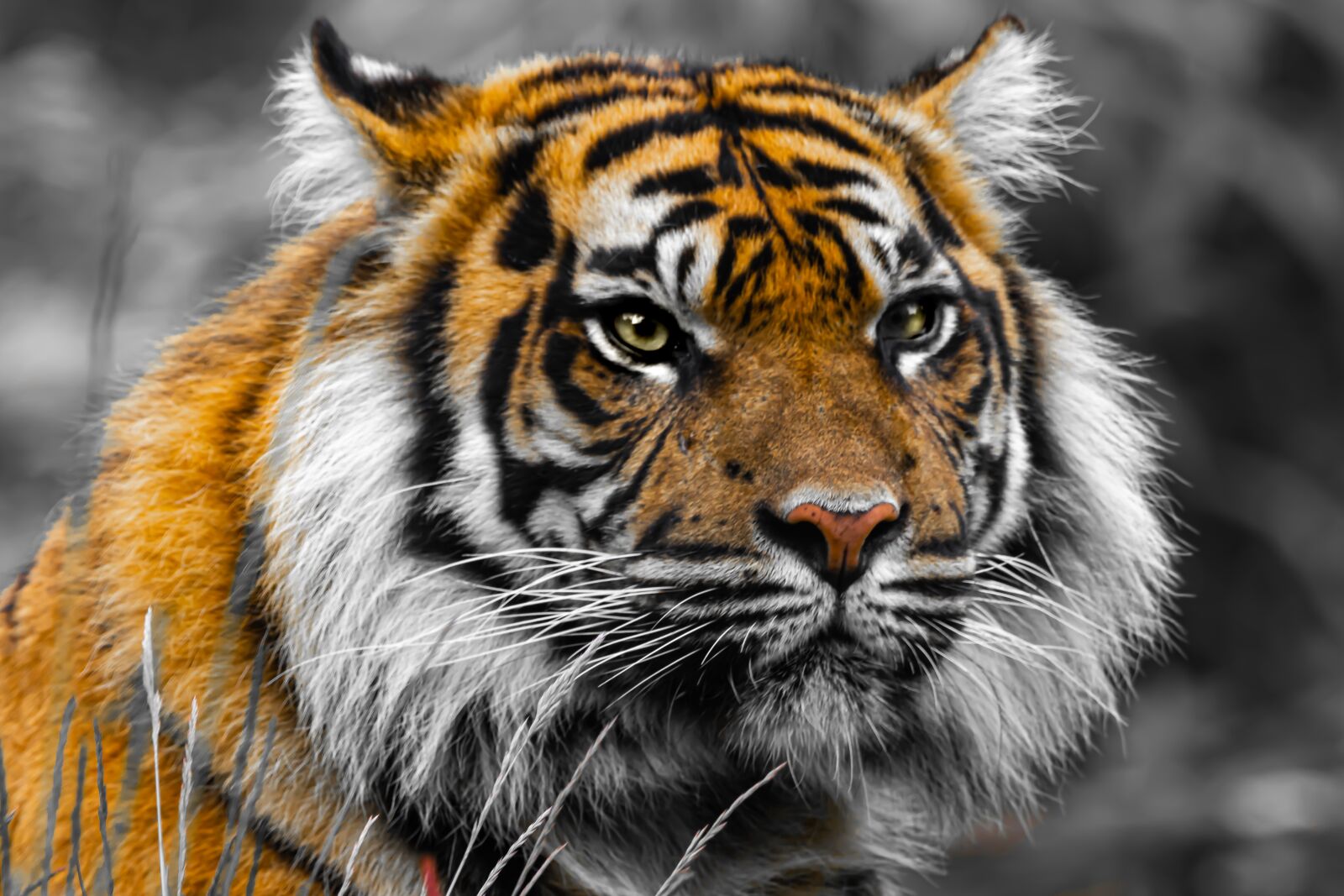 Canon EOS 80D sample photo. Tiger, predator, big cat photography
