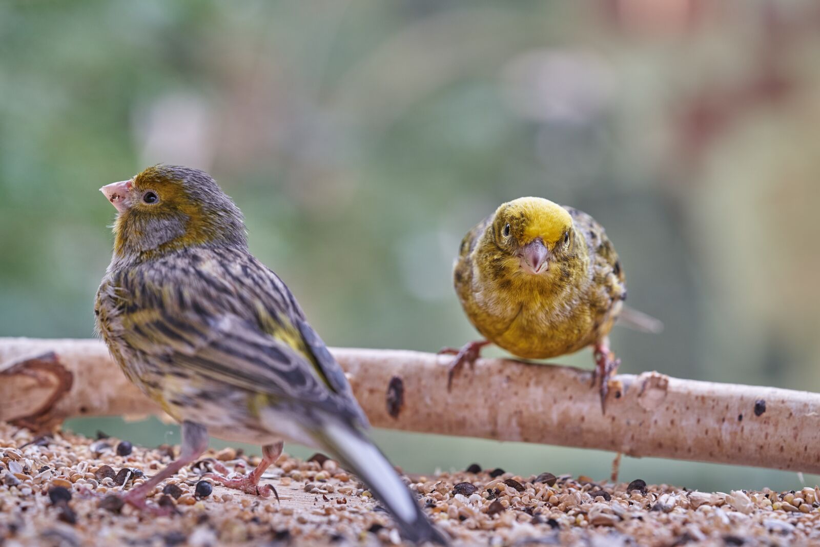Sony FE 90mm F2.8 Macro G OSS sample photo. Bird, eat, treehouse photography