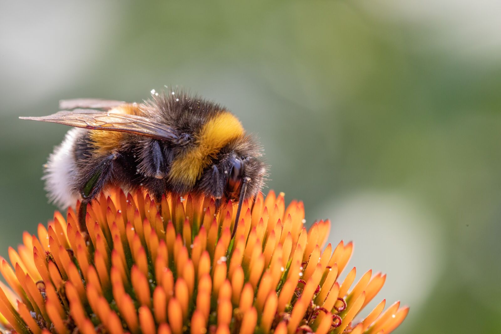 Canon EOS 5D Mark IV sample photo. Bee, garden, bees photography