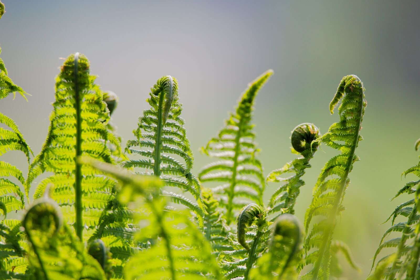 Canon EOS 6D sample photo. Leaf, plant, fern photography