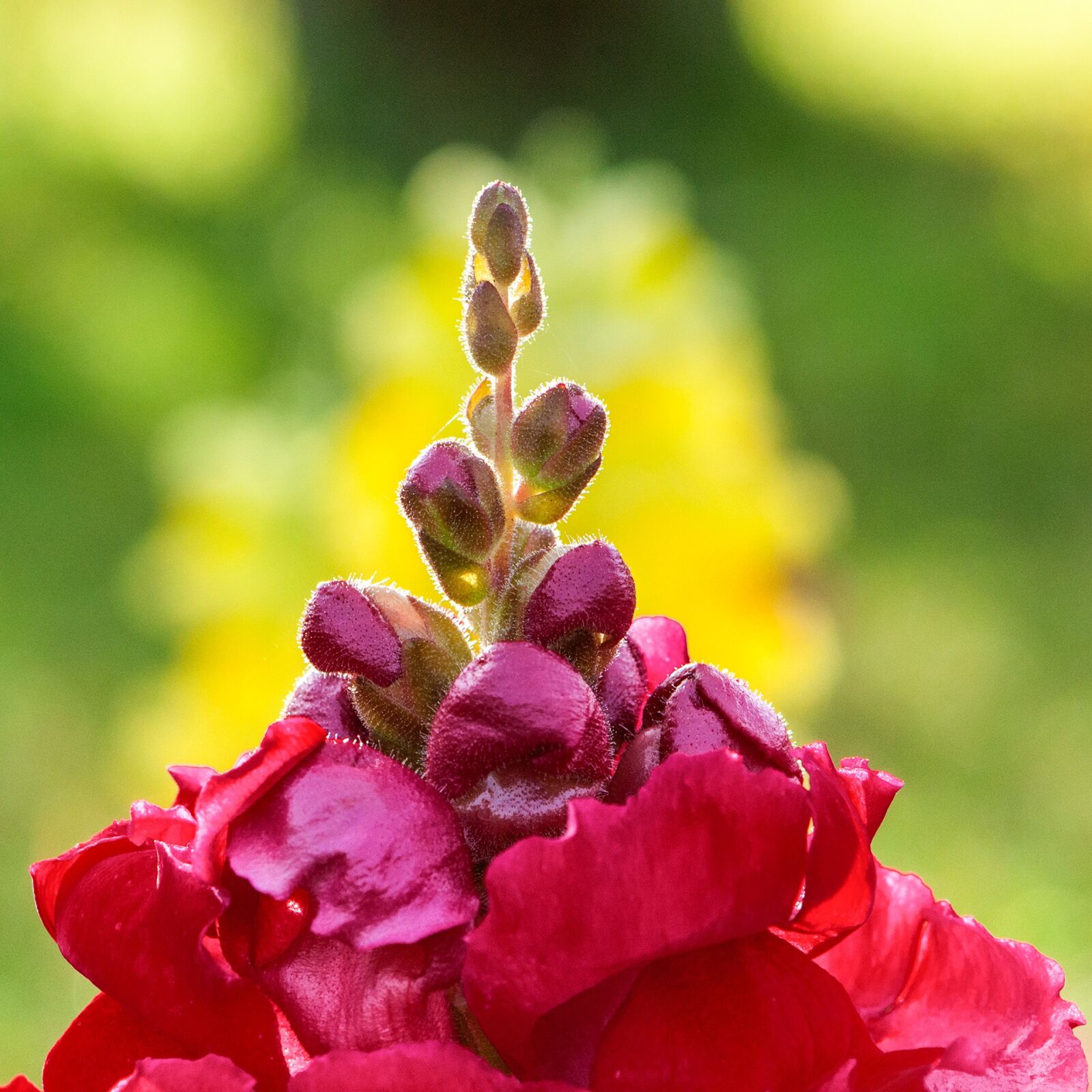 Nikon D300 sample photo. Red, beautiful flowers, flower photography