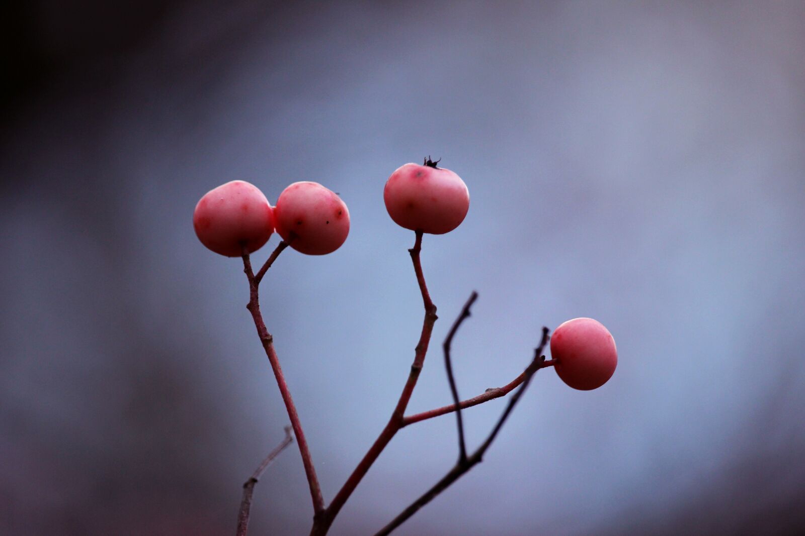Canon EF-S 55-250mm F4-5.6 IS STM sample photo. Berry, nature, closeup photography