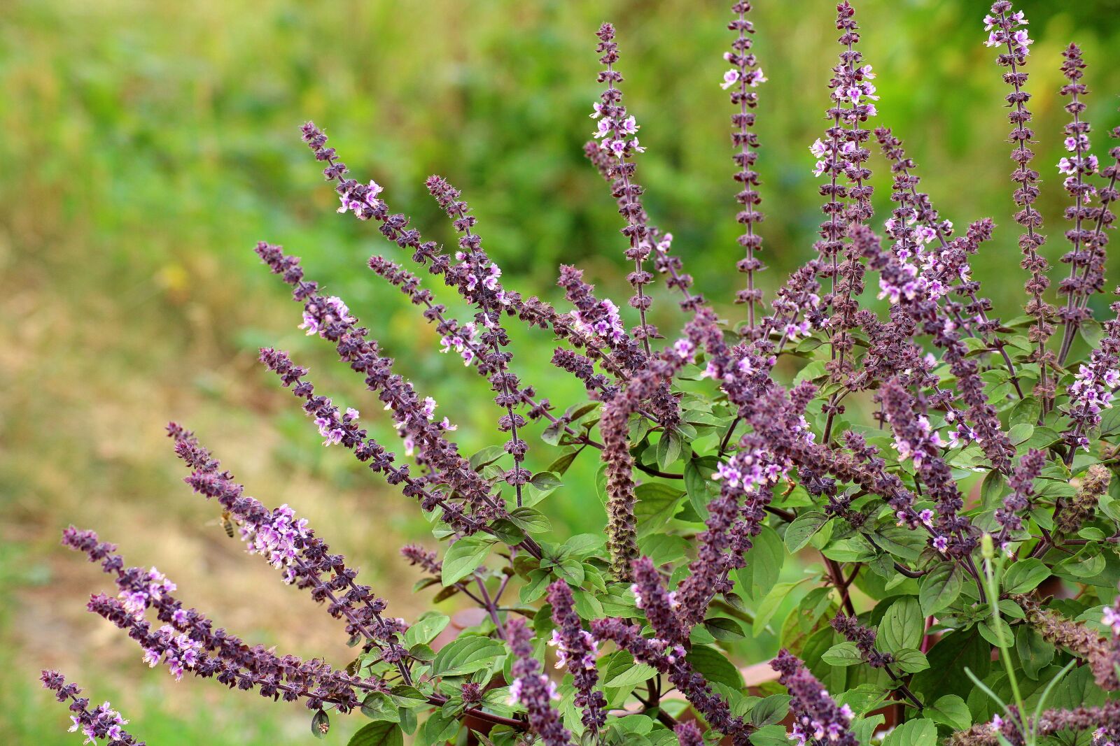 Canon EOS 1200D (EOS Rebel T5 / EOS Kiss X70 / EOS Hi) sample photo. Sage, salvia, purple flowers photography