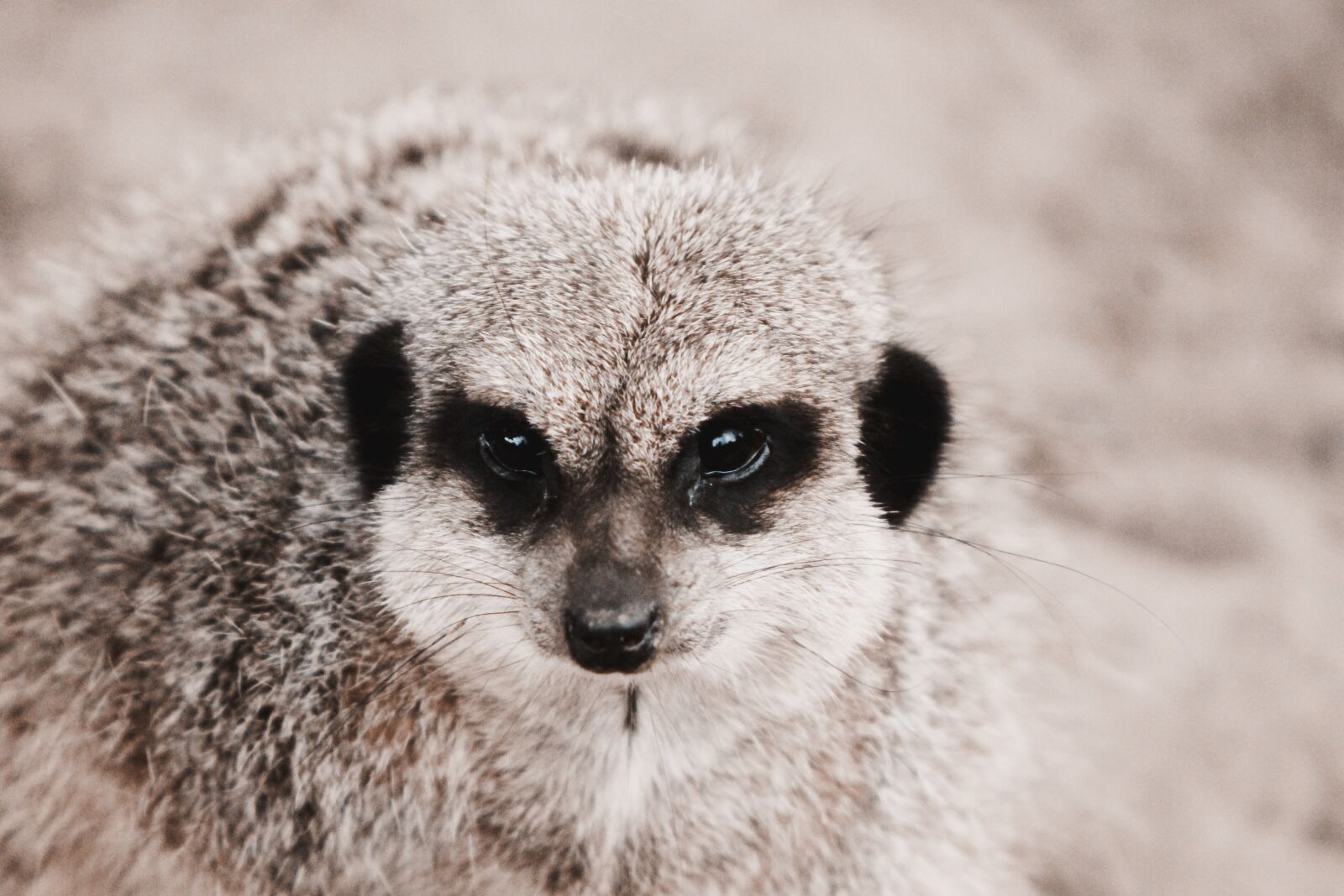 Canon EOS 1100D (EOS Rebel T3 / EOS Kiss X50) sample photo. Striped, meerkat, mammal photography