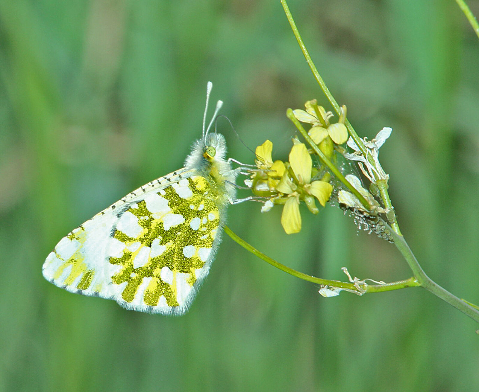 Canon EF 300mm F4L IS USM sample photo