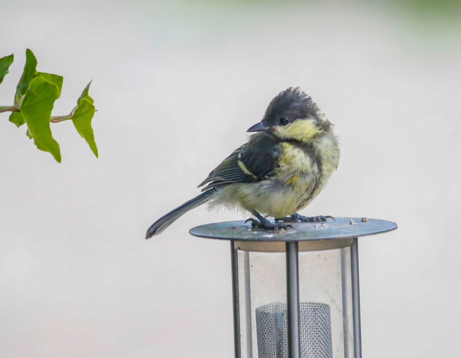 Canon EF 100-400mm F4.5-5.6L IS USM sample photo. Tit, young tit, bird photography
