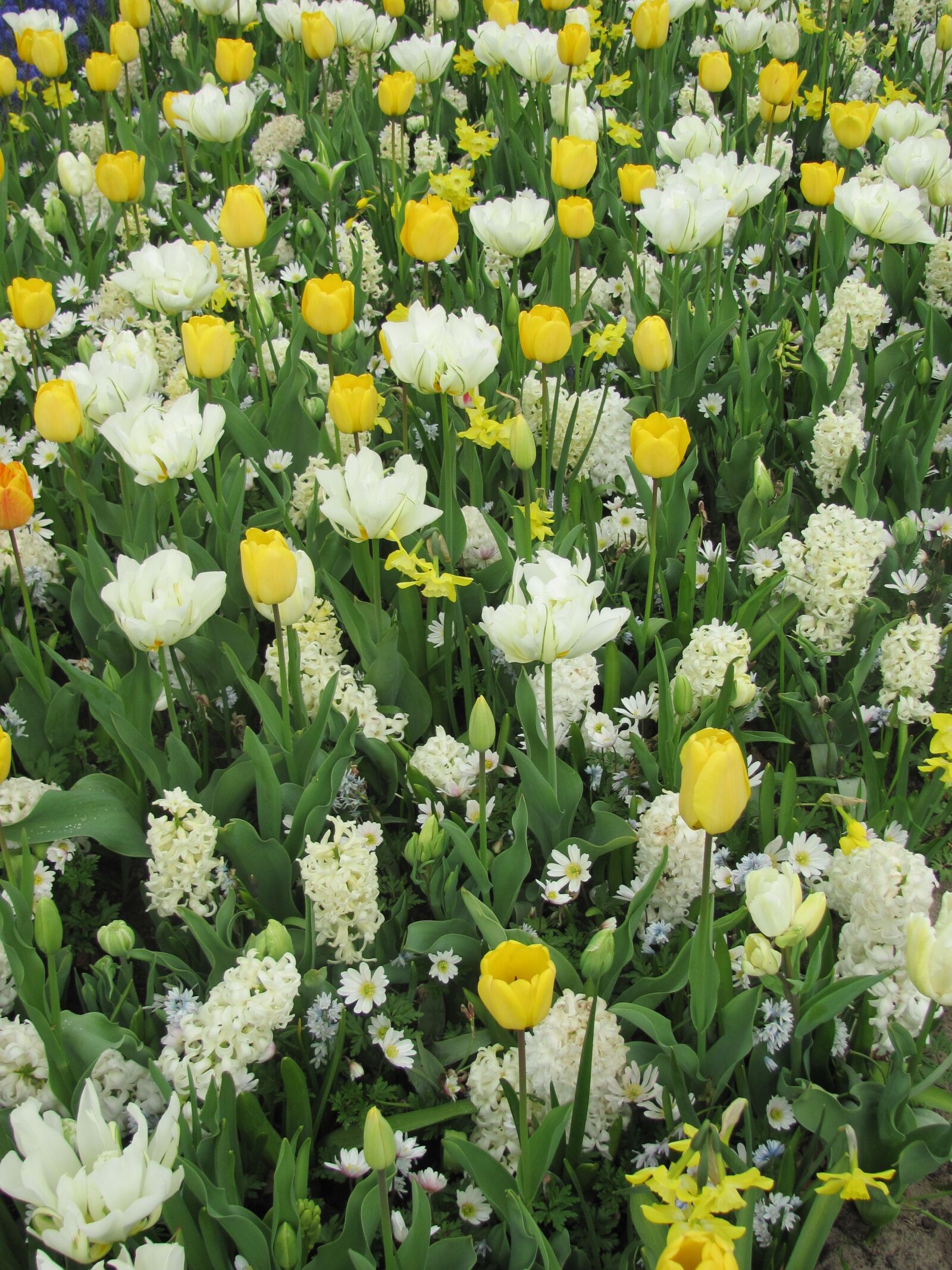 Canon PowerShot SX120 IS sample photo. Tulips, flowers, meadow photography