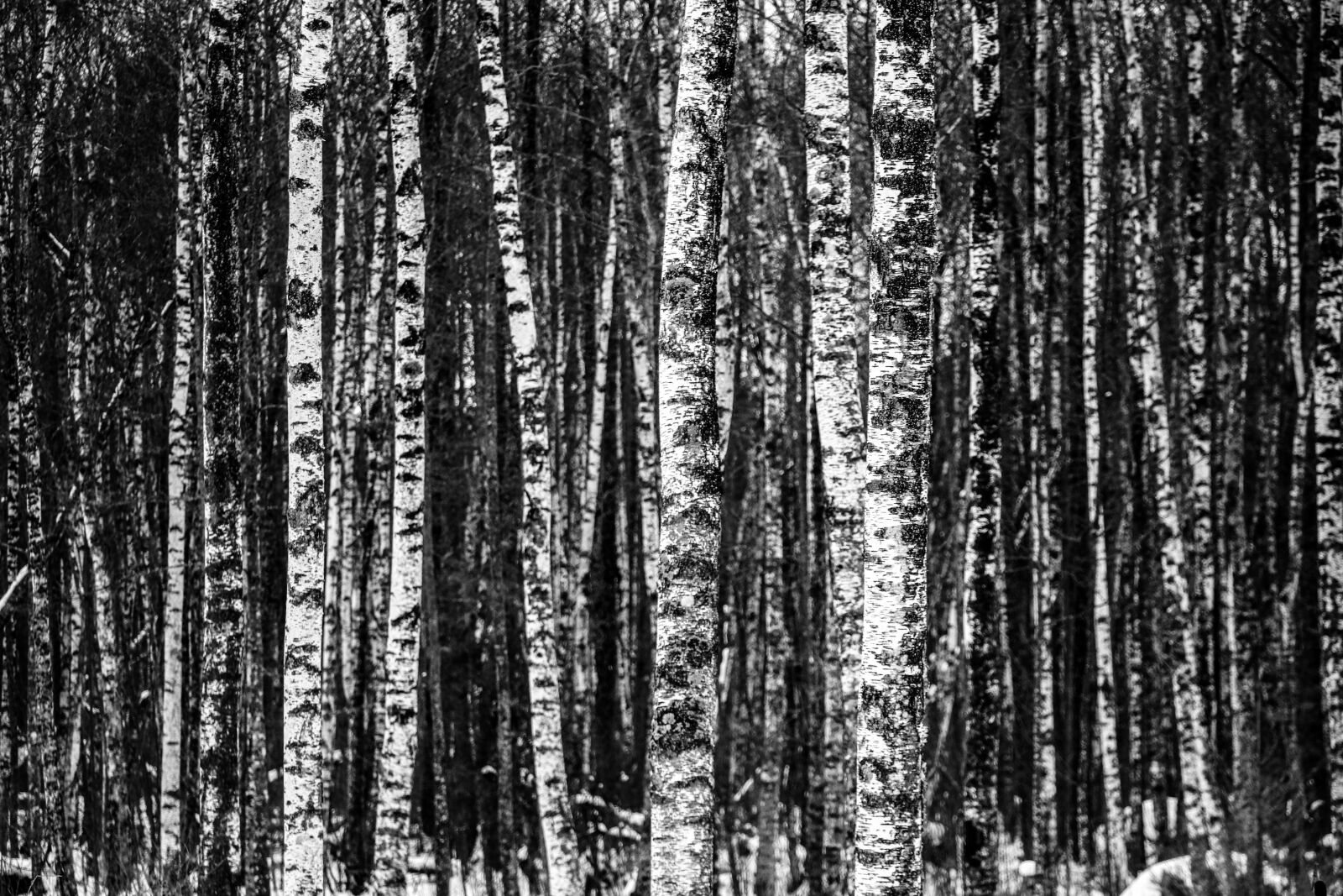 Canon EOS 760D (EOS Rebel T6s / EOS 8000D) sample photo. Birch, forest, trees photography