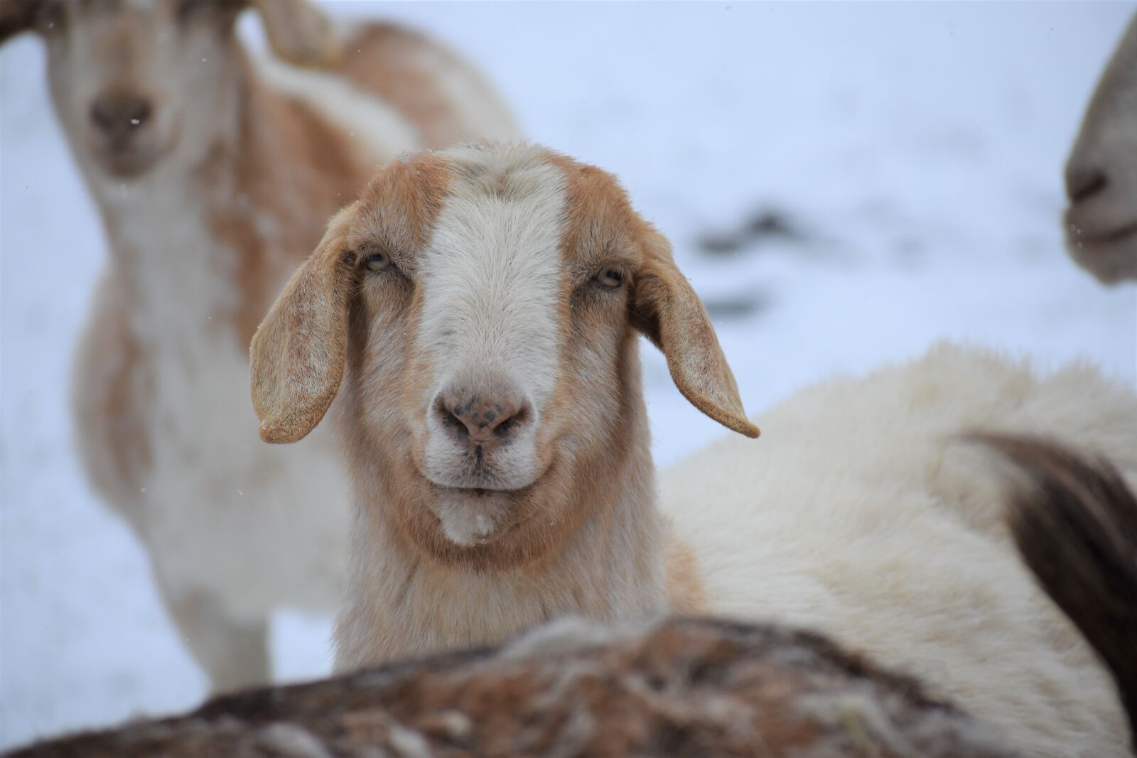Nikon D3400 sample photo. Animal, mammal, cute photography