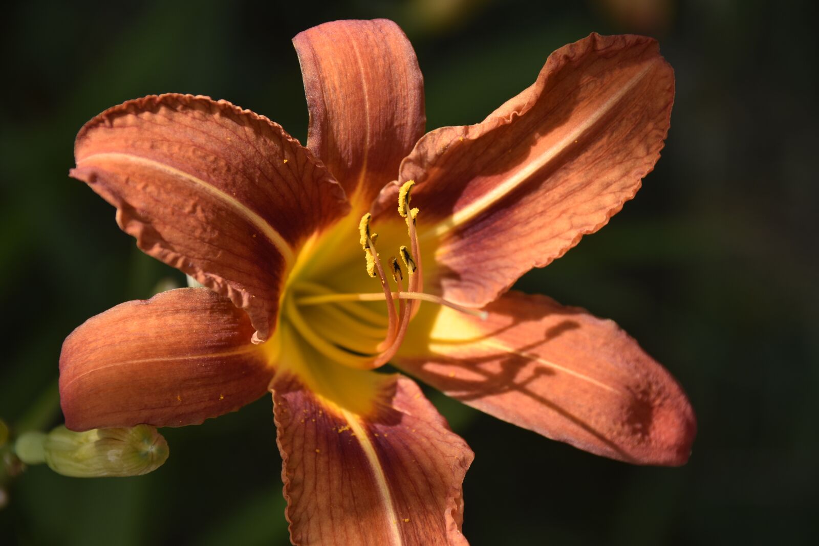 Nikon D5600 sample photo. Fleur de lis, lily photography