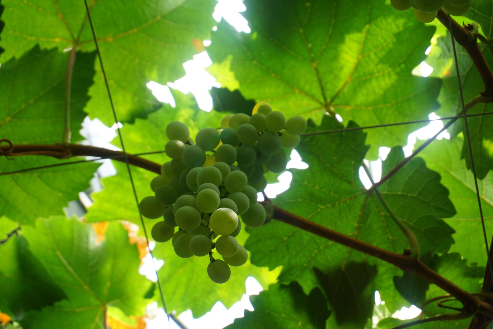 Sony a6000 sample photo. Grapes, bunch, branch photography