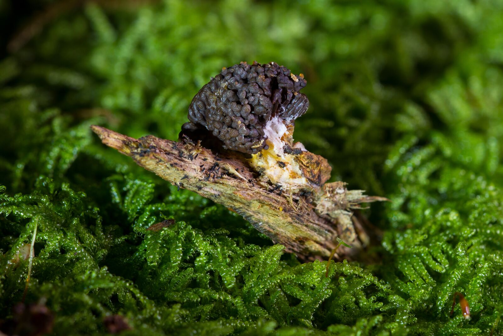 Canon EOS 7D sample photo. Slime mold, myxomycetes, sporulation photography
