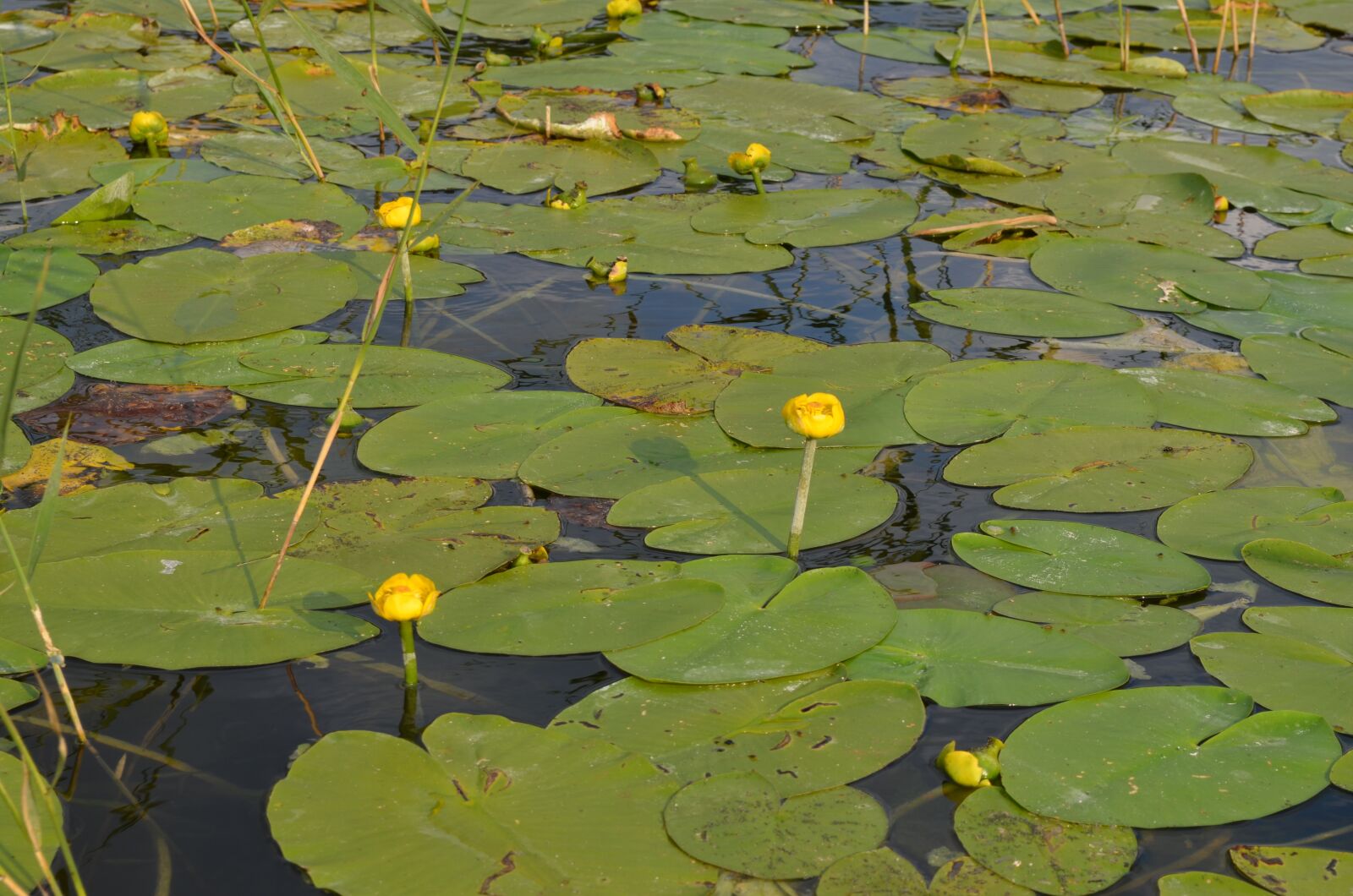 Nikon D5100 sample photo. Water lilies, aquatic plants photography