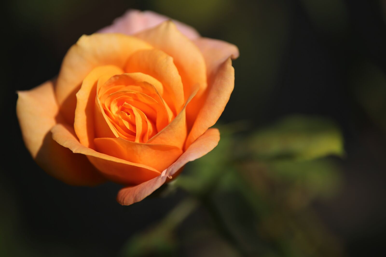 Canon EOS 6D sample photo. Rose gold medal, orange photography
