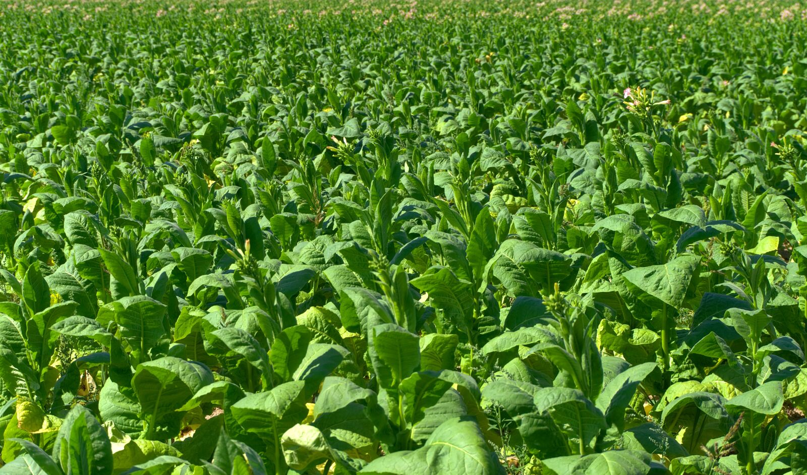 Sony a6000 sample photo. Tobacco, field, tobacco plantation photography