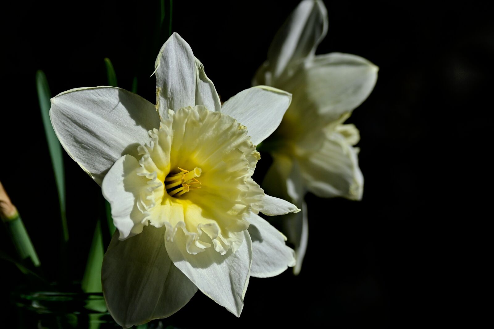 Nikon Z 50 sample photo. Narcissus, spring, osterglocken photography