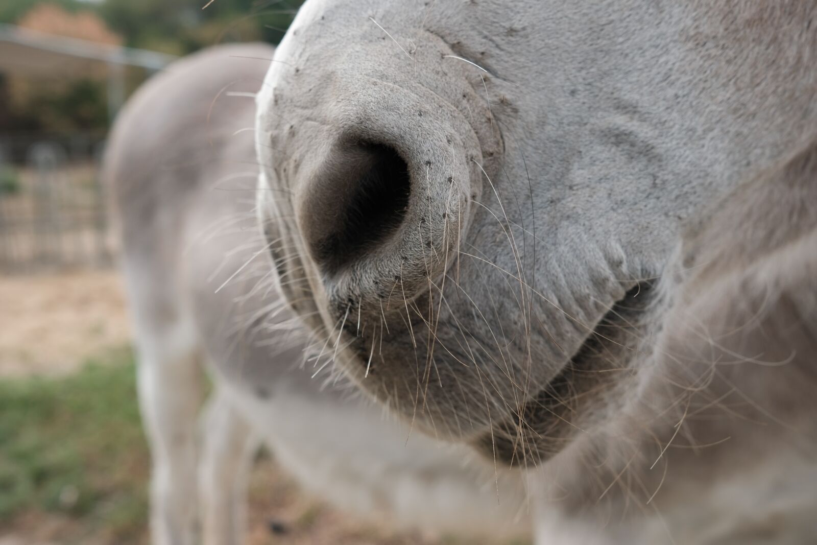 Fujifilm X-T20 + Fujifilm XF 23mm F2 R WR sample photo. Mouth, animal, portrait photography
