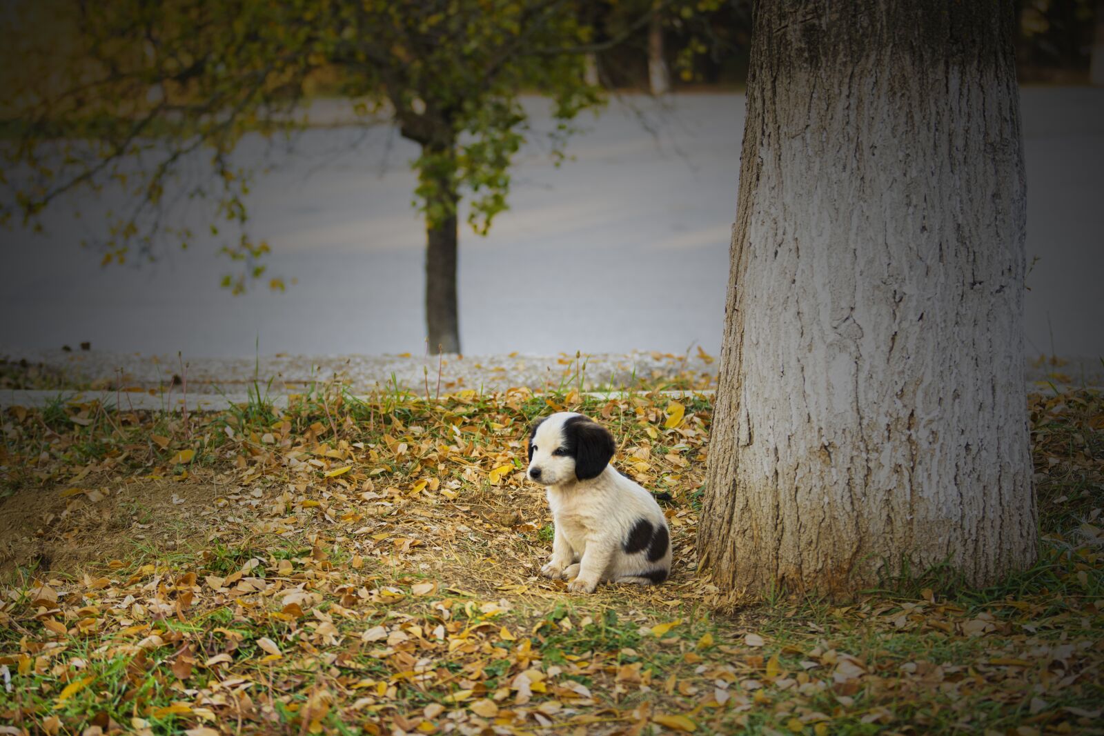 Nikon D7200 sample photo. Dog, tree, nature photography