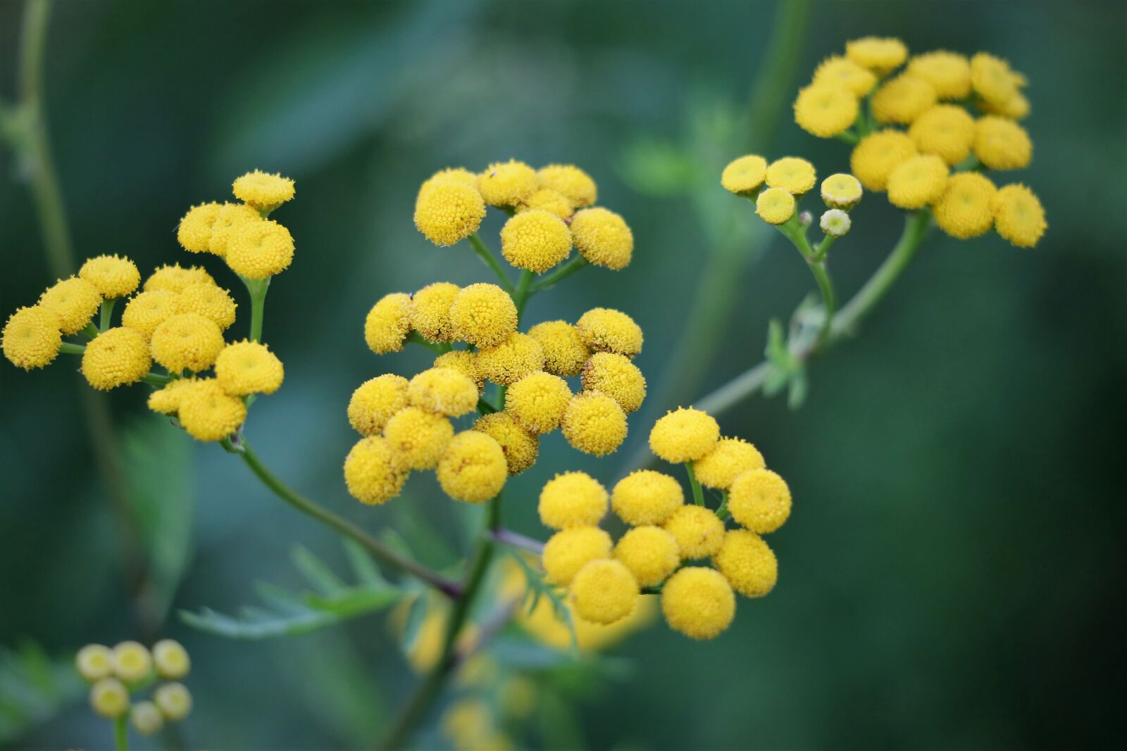 Canon EF 70-300 F4-5.6 IS II USM sample photo. Immortelle, helichrysum, flower photography