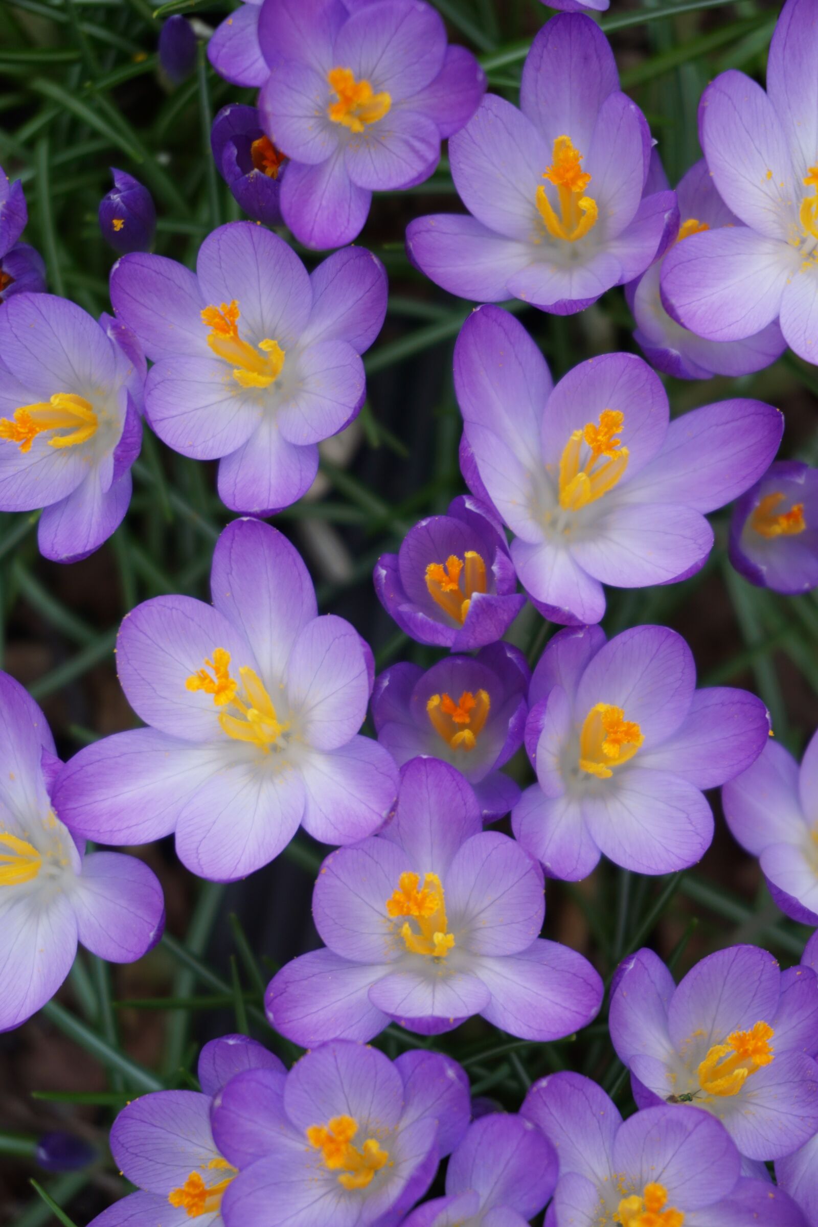 Sony a6000 sample photo. Flowers, nature, close up photography