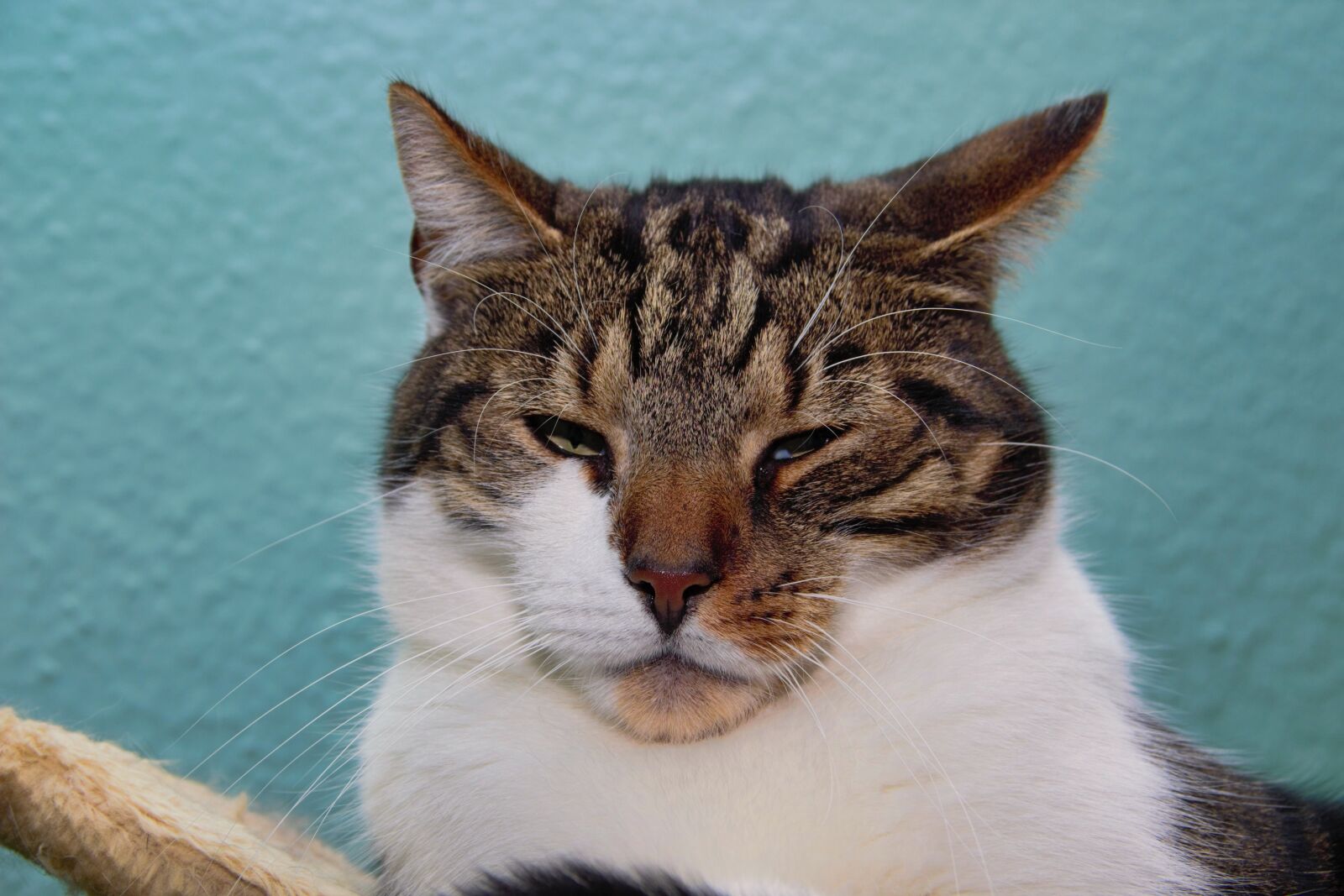 Canon EOS 600D (Rebel EOS T3i / EOS Kiss X5) sample photo. Cat, domestic cat, pet photography