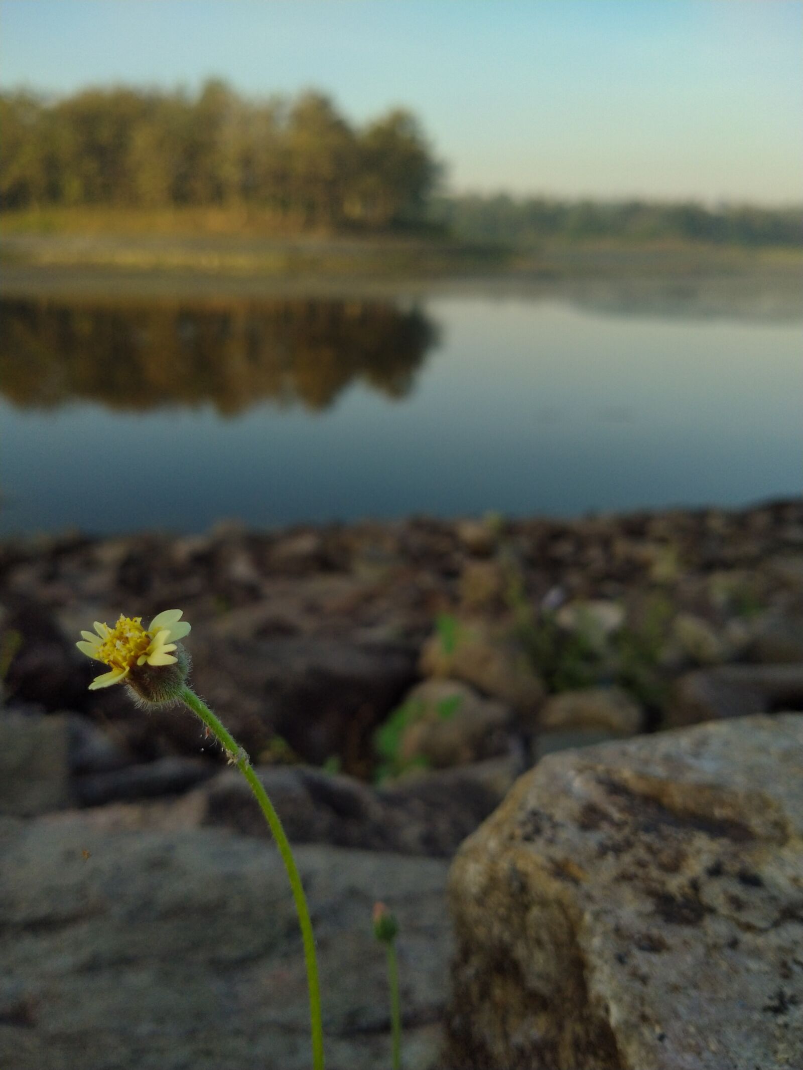 Realme 5I sample photo. Monday, seed, lake photography