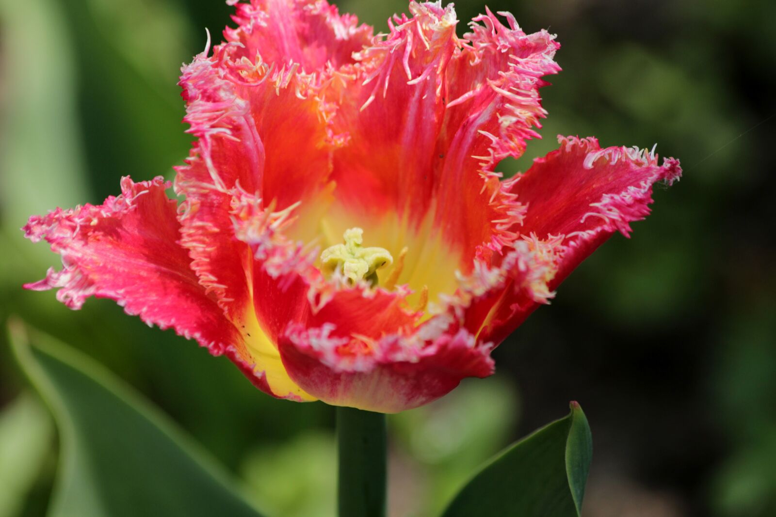 Canon EOS 650D (EOS Rebel T4i / EOS Kiss X6i) sample photo. Tulip, pink tulip, flower photography