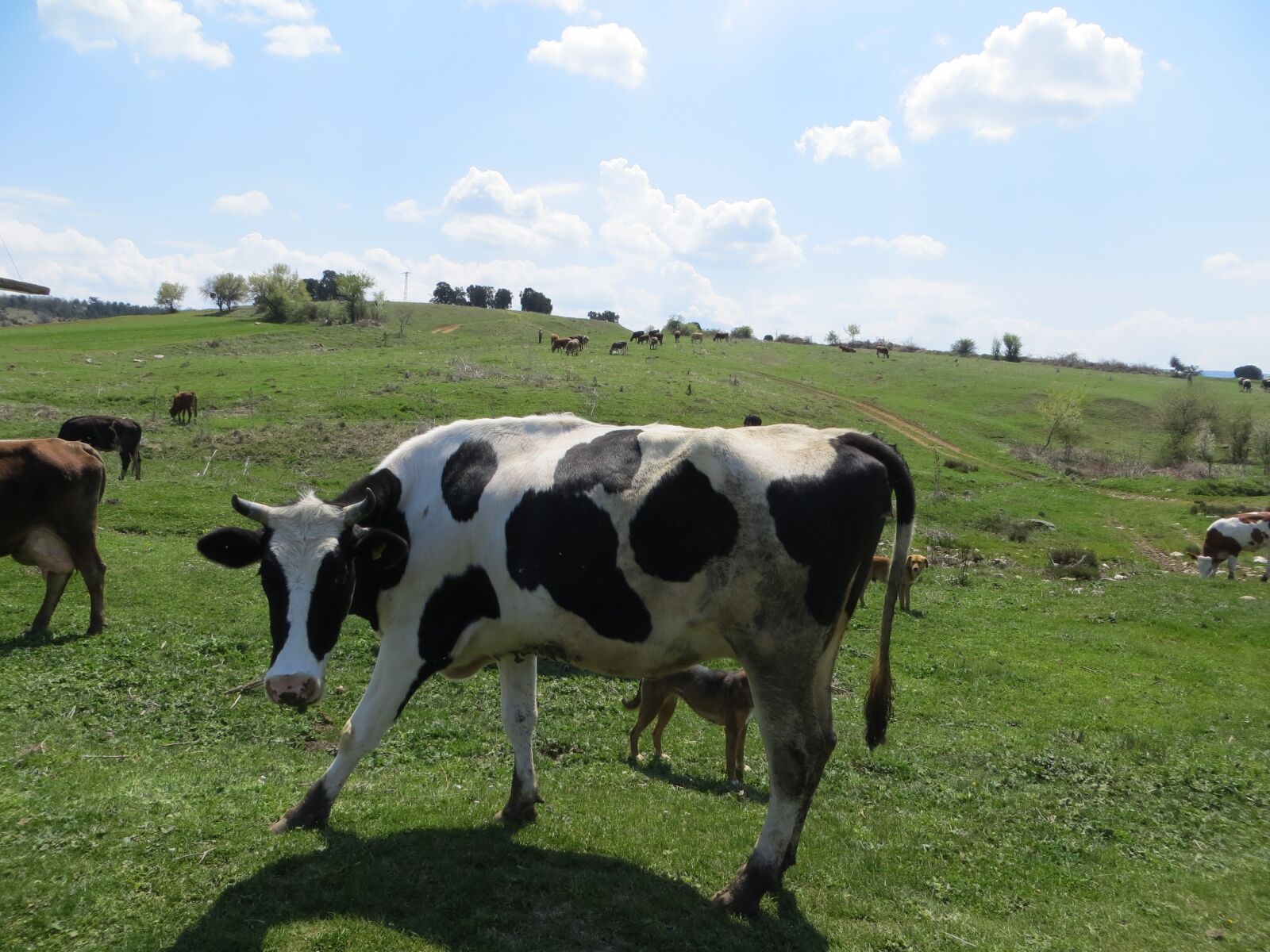 Canon PowerShot SX260 HS sample photo. Nature, graze, cow photography