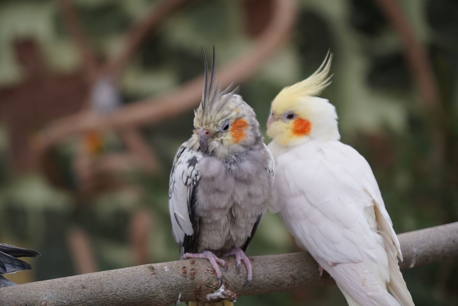 Sony a6500 + Sony Vario-Tessar T* E 16-70mm F4 ZA OSS sample photo. Bird, animal world, animal photography