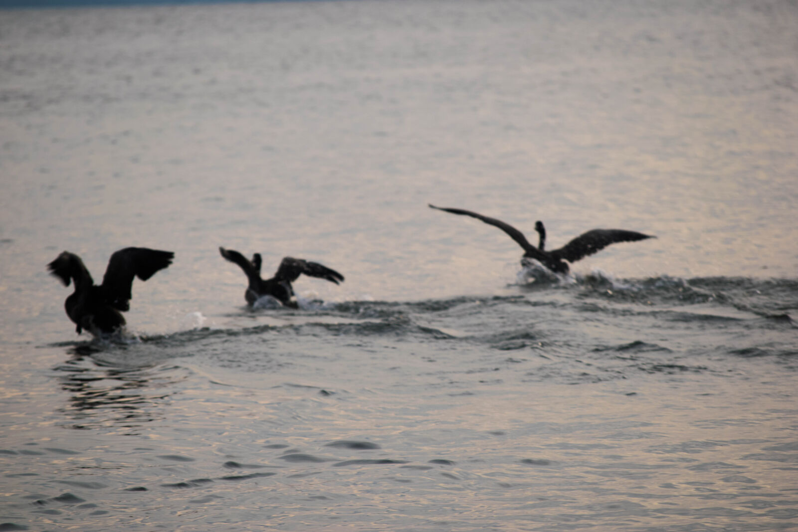 Nikon D3300 sample photo. Birds, ducks, ocean photography
