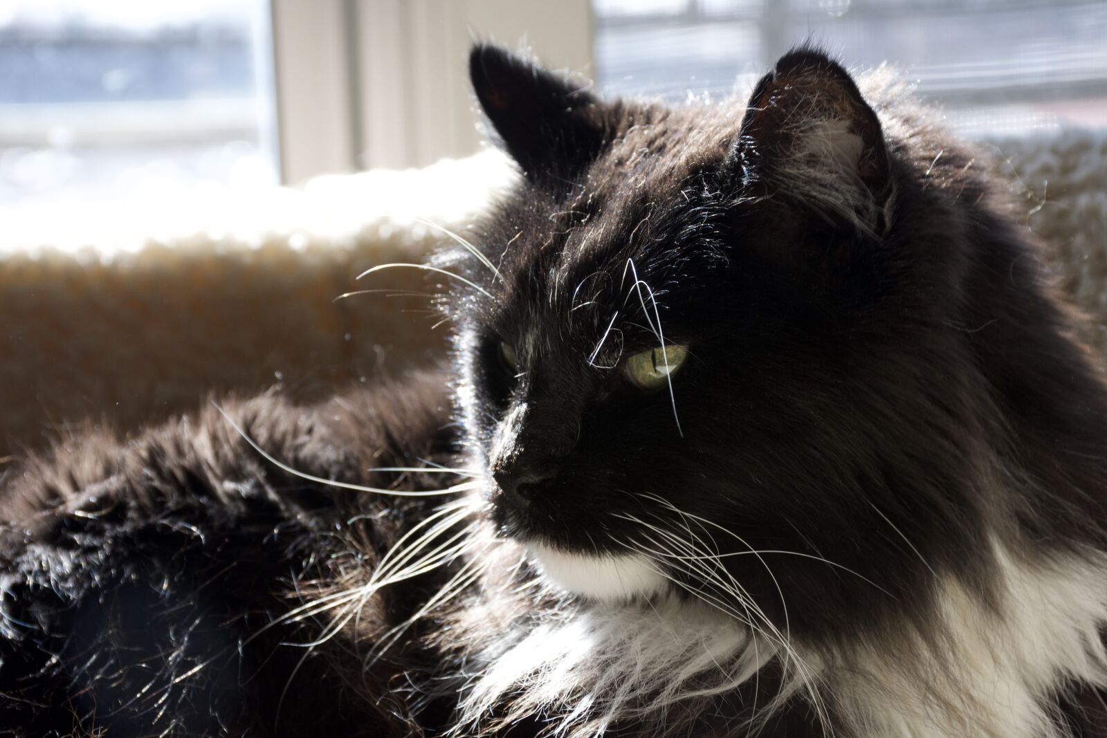 Nikon D7200 sample photo. Cat, relaxing, cute photography