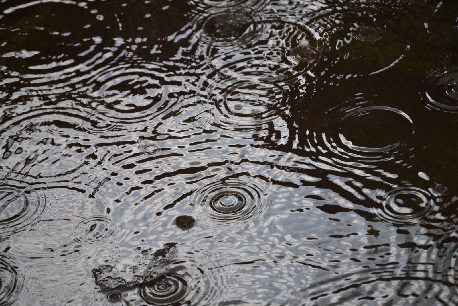 Nikon D3100 sample photo. Pattern, nature, background photography
