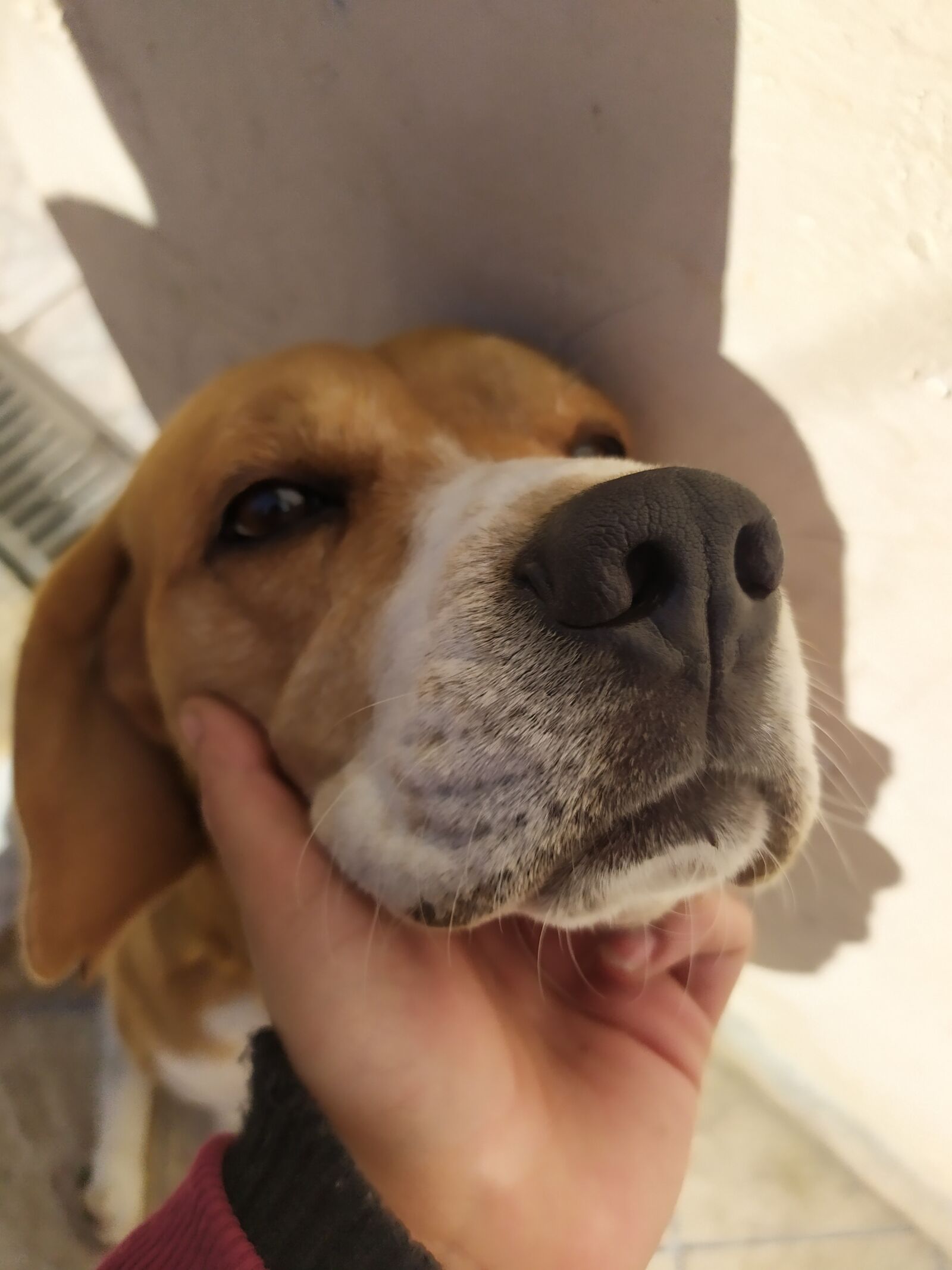 Xiaomi Redmi Note 7 sample photo. Beagle, dog, puppy photography