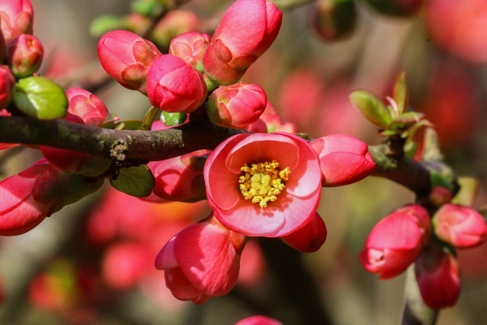 Canon EOS 70D sample photo. Japan quince, flower, red photography