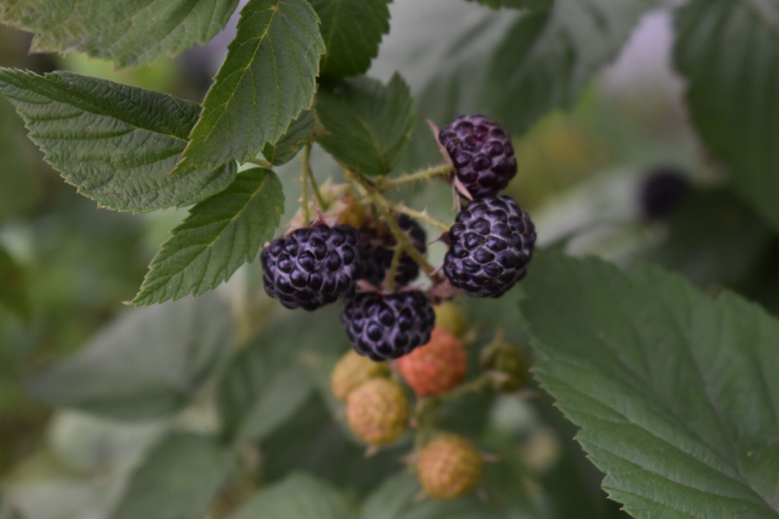 Nikon D3400 sample photo. Berry, hybrid, blackberry photography