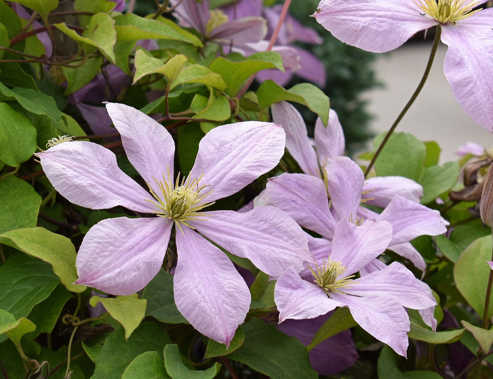 Nikon D3300 sample photo. Clematis, flower, blossom photography