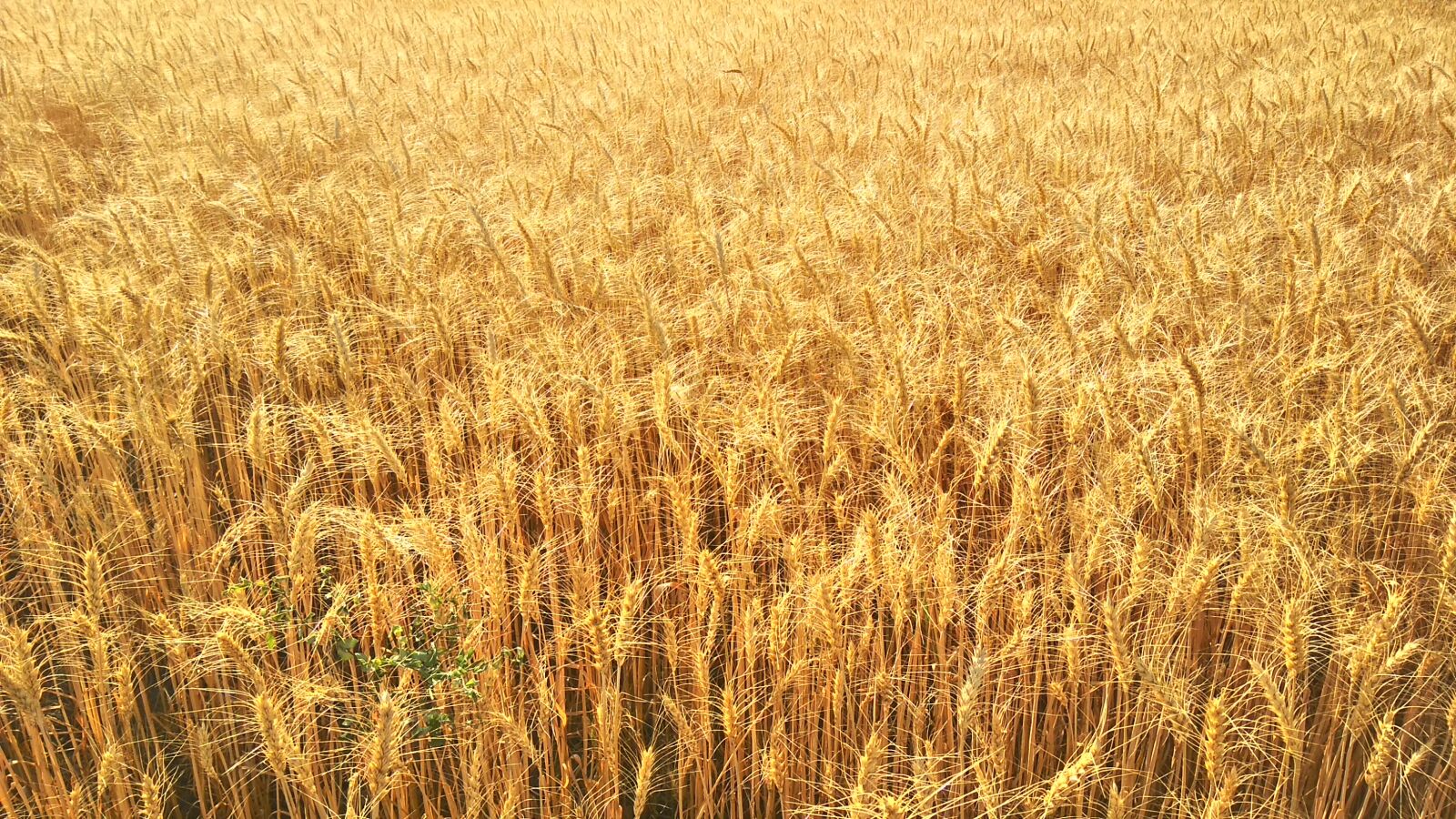 LeMobile Le X526 sample photo. Nature, silkytech, wheat, wheat photography