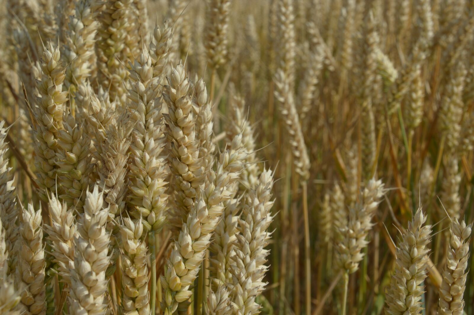 Nikon D3200 sample photo. Harvest, wheat, cereals photography
