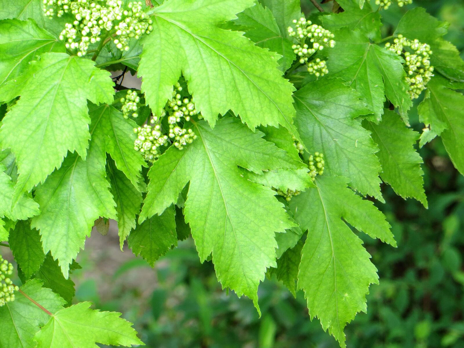 Canon PowerShot SX260 HS sample photo. Green, leaf, leaves, maple photography