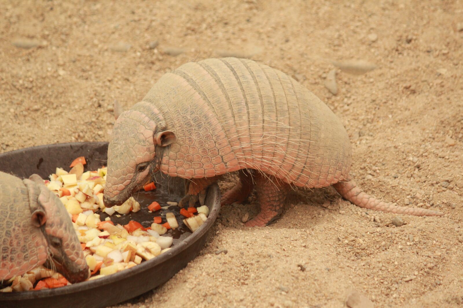 Canon EOS 600D (Rebel EOS T3i / EOS Kiss X5) + Canon EF-S 55-250mm F4-5.6 IS sample photo. Animal, armadillo, south america photography