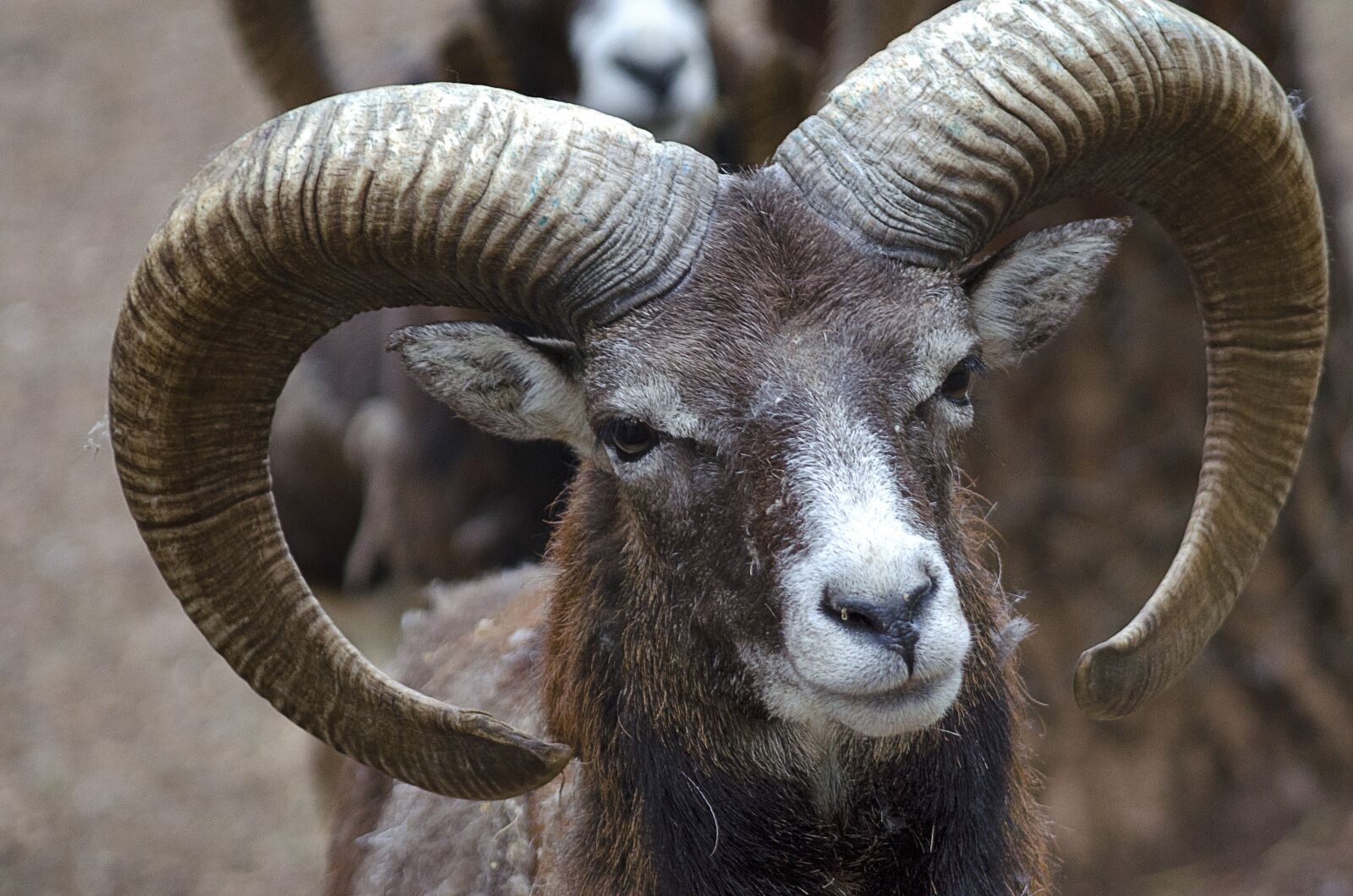 Nikon D5100 sample photo. Goat, animal, nice photography