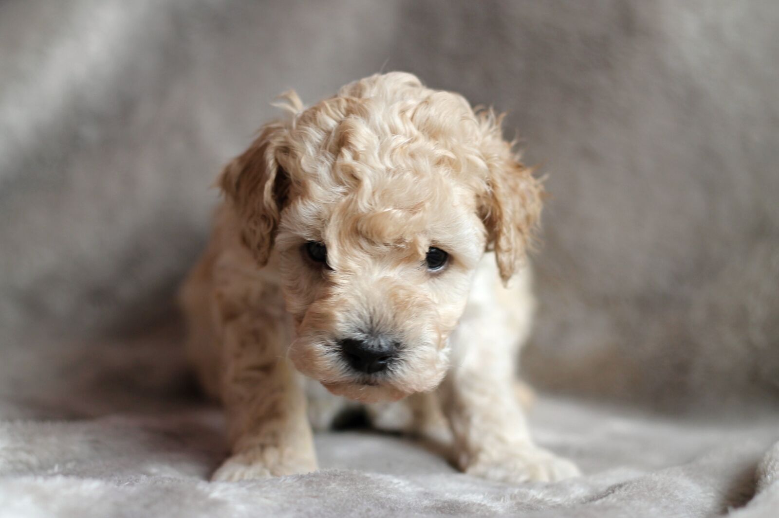 Canon EOS 1100D (EOS Rebel T3 / EOS Kiss X50) + Canon EF 50mm F1.8 II sample photo. Puppy, poodle, dog photography